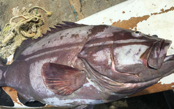 Hooked on Buccoo’s deep sea fishing!
